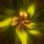 pic for YELLOW  280x280